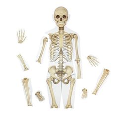 Cuerpo humano magnético