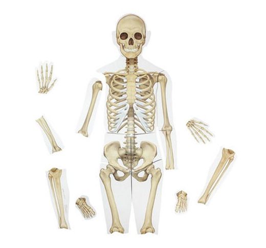 Cuerpo humano magnético
