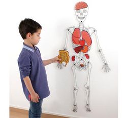 Esqueleto de plastico traslucido