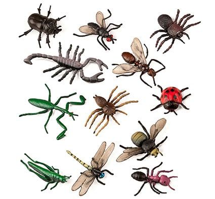 Insectos