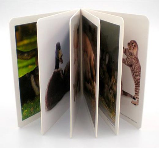 Libro imágenes animales familias i
