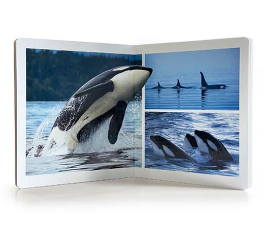 Libros imágenes reales animales gran formato coleccion completa