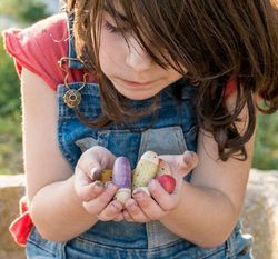 Mini mundo los insectos