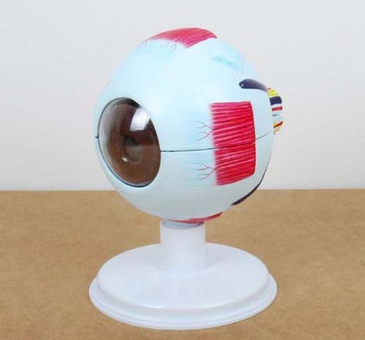 Ojo humano