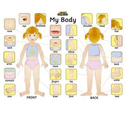 Puzzle el cuerpo humano en inglés